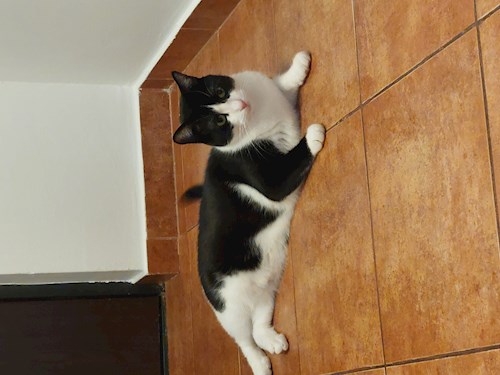 Cristina- petsitter Voluntari sau Bonă pentru animale pentru câini pisici