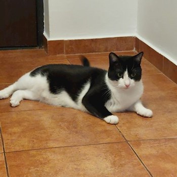 thumbnail petsitter Voluntari sau bonă pentru animale pentru câini pisici