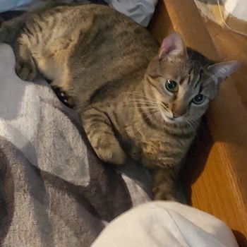 thumbnail petsitter Timișoara or pet nanny for dogs cats