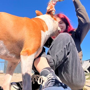 thumbnail petsitter București sau bonă pentru animale pentru câini pisici