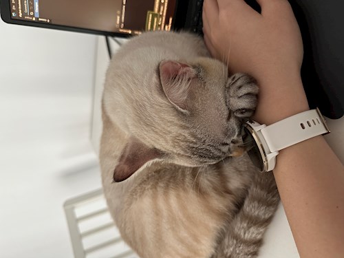 Malina- petsitter București sau Bonă pentru animale pentru