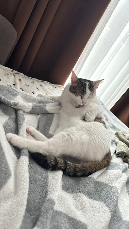 Malina- petsitter București sau Bonă pentru animale pentru