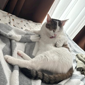 thumbnail petsitter București sau bonă pentru animale pentru