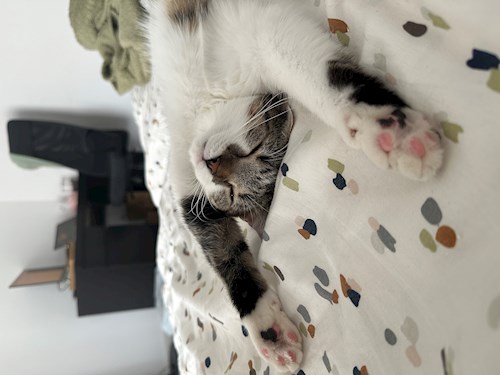 Malina- petsitter București sau Bonă pentru animale pentru