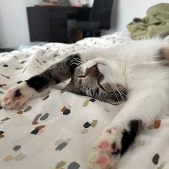 thumbnail petsitter București sau bonă pentru animale pentru