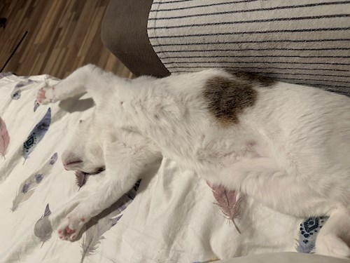 Malina- petsitter București sau Bonă pentru animale pentru