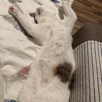 thumbnail petsitter București sau bonă pentru animale pentru