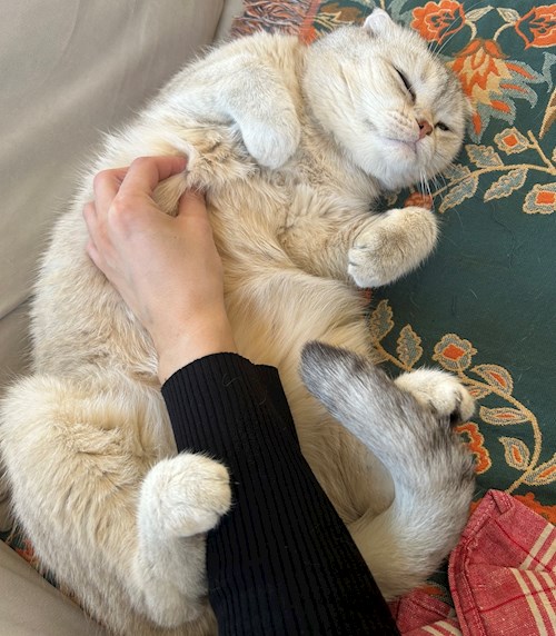 Mara- petsitter București or Pet nanny for