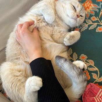 thumbnail petsitter București or pet nanny for