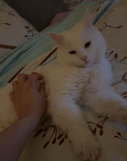 Mara- petsitter București or Pet nanny for