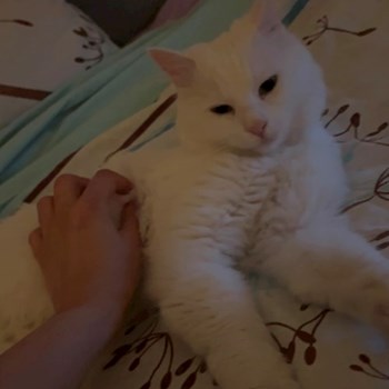 thumbnail petsitter București or pet nanny for