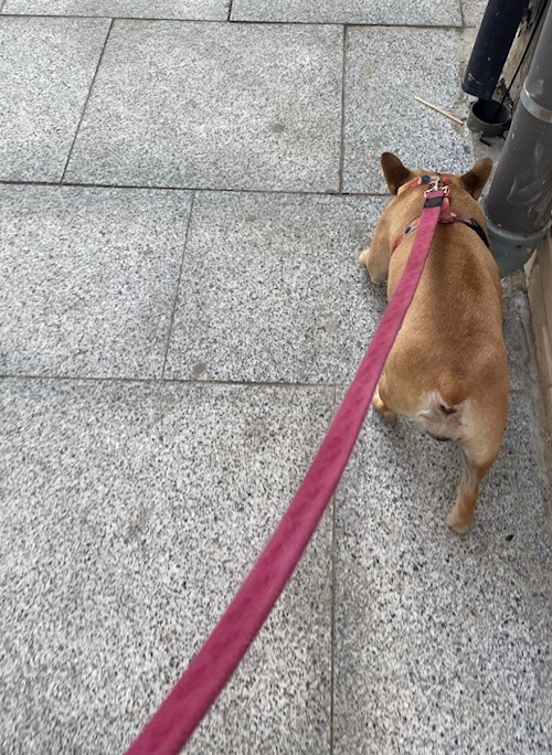 Mara- petsitter București or Pet nanny for