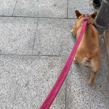 thumbnail petsitter București or pet nanny for