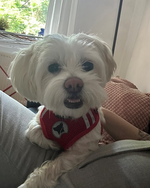Mara- petsitter București or Pet nanny for