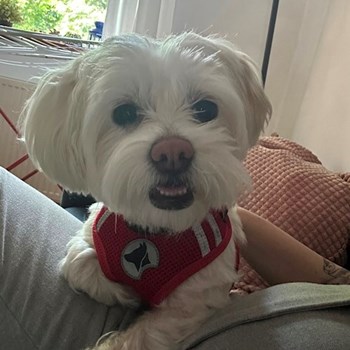 thumbnail petsitter București or pet nanny for