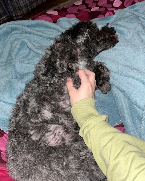 Mara- petsitter București or Pet nanny for