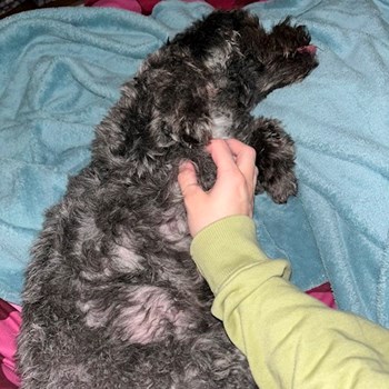thumbnail petsitter București or pet nanny for