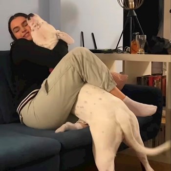 thumbnail petsitter București or pet nanny for