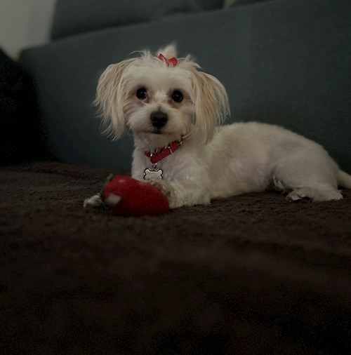 Tudorache- petsitter București or Pet nanny for dogs cats 