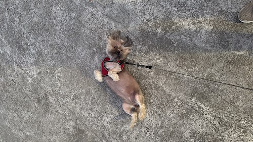 Catalina- petsitter Iași sau Bonă pentru animale pentru câini pisici