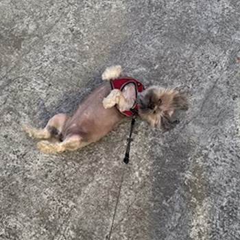 thumbnail petsitter Iași sau bonă pentru animale pentru câini pisici