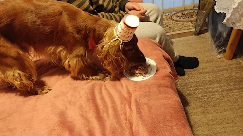 Minea- petsitter București vagy Állat szitter a kutyák cicák 