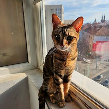 thumbnail petsitter Timișoara sau bonă pentru animale pentru pisici