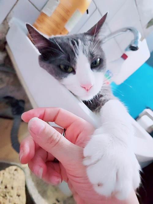 Keresztes- petsitter București or Pet nanny for cats 