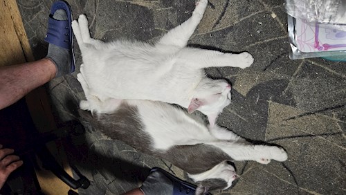 Keresztes- petsitter București or Pet nanny for cats 