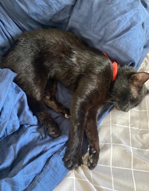 Bianca- petsitter București sau Bonă pentru animale pentru câini pisici 