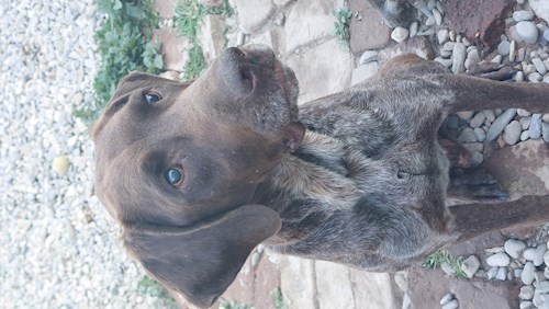 Remus- petsitter București or Pet nanny for dogs cats