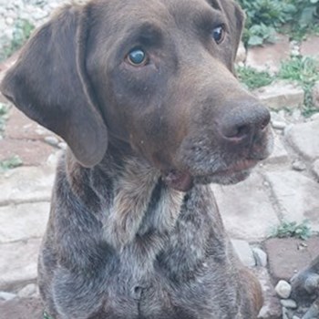 thumbnail petsitter București or pet nanny for dogs cats