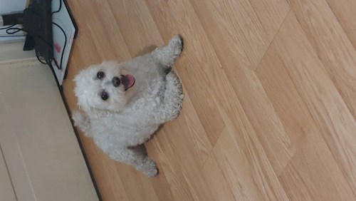 Remus- petsitter București or Pet nanny for dogs cats