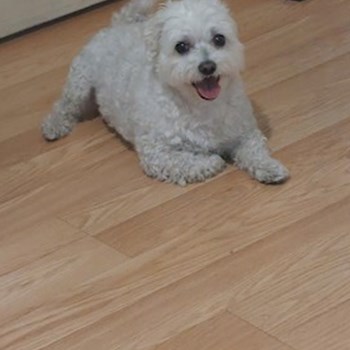 thumbnail petsitter București or pet nanny for dogs cats