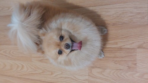 Remus- petsitter București or Pet nanny for dogs cats