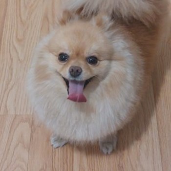 thumbnail petsitter București or pet nanny for dogs cats