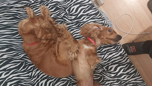 Remus- petsitter București or Pet nanny for dogs cats