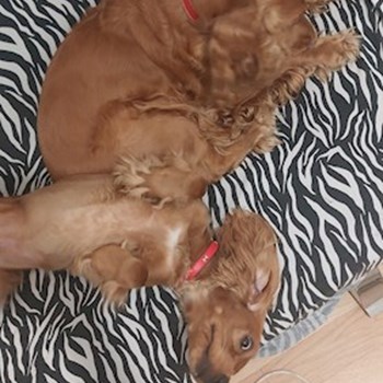 thumbnail petsitter București or pet nanny for dogs cats