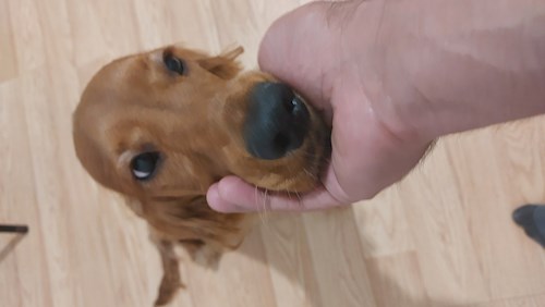 Remus- petsitter București or Pet nanny for dogs cats