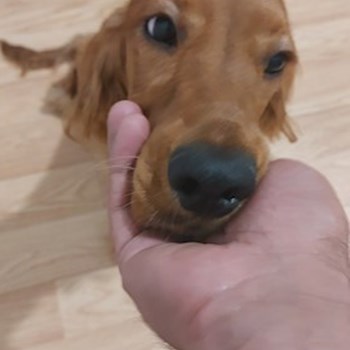 thumbnail petsitter București or pet nanny for dogs cats