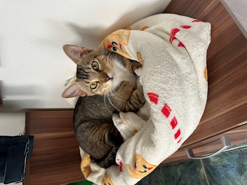 Mihaela- petsitter Cluj-Napoca or Pet nanny for dogs cats