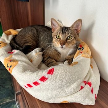 thumbnail petsitter Cluj-Napoca or pet nanny for dogs cats