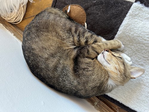 Mihaela- petsitter Cluj-Napoca or Pet nanny for dogs cats