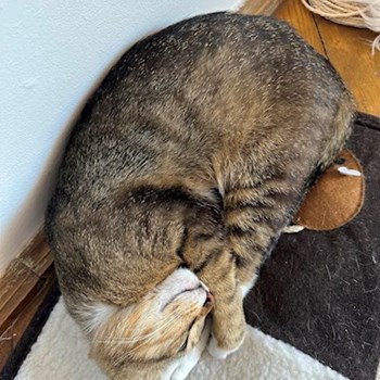 thumbnail petsitter Cluj-Napoca or pet nanny for dogs cats