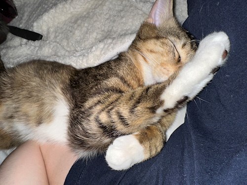 Mihaela- petsitter Cluj-Napoca or Pet nanny for dogs cats