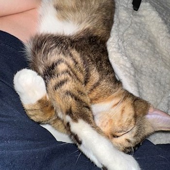 thumbnail petsitter Cluj-Napoca or pet nanny for dogs cats