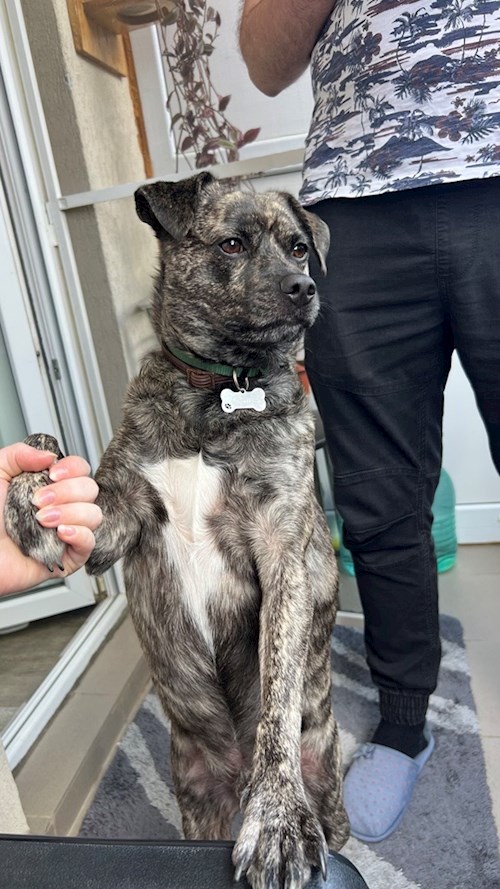 Trîncă- petsitter Cluj-Napoca or Pet nanny for dogs cats