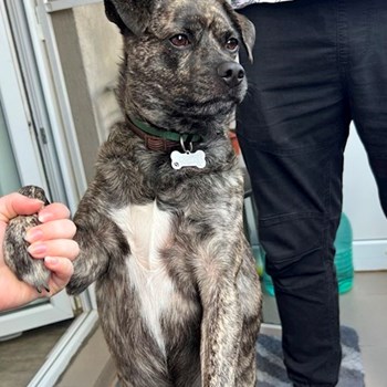 thumbnail petsitter Cluj-Napoca or pet nanny for dogs cats