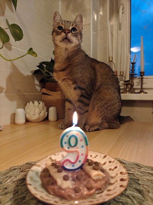 Trîncă- petsitter Cluj-Napoca or Pet nanny for dogs cats