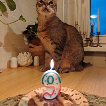 thumbnail petsitter Cluj-Napoca or pet nanny for dogs cats